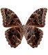 Morpho deidamia  Pyrrush