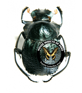 SCARABAEIDAE