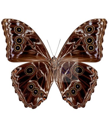 Morpho deidamia  Pyrrush