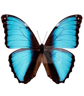 Morpho deidamia  Pyrrush