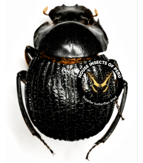 SCARABAEIDAE