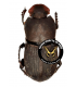 SCARABAEIDAE