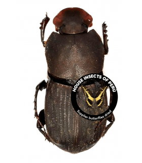 SCARABAEIDAE
