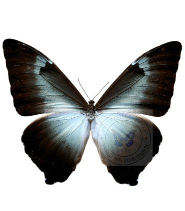 Morpho cisseis form. gahua (blue)