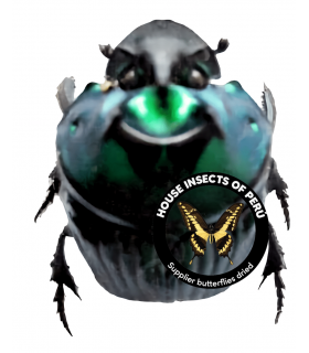 SCARABAEIDAE