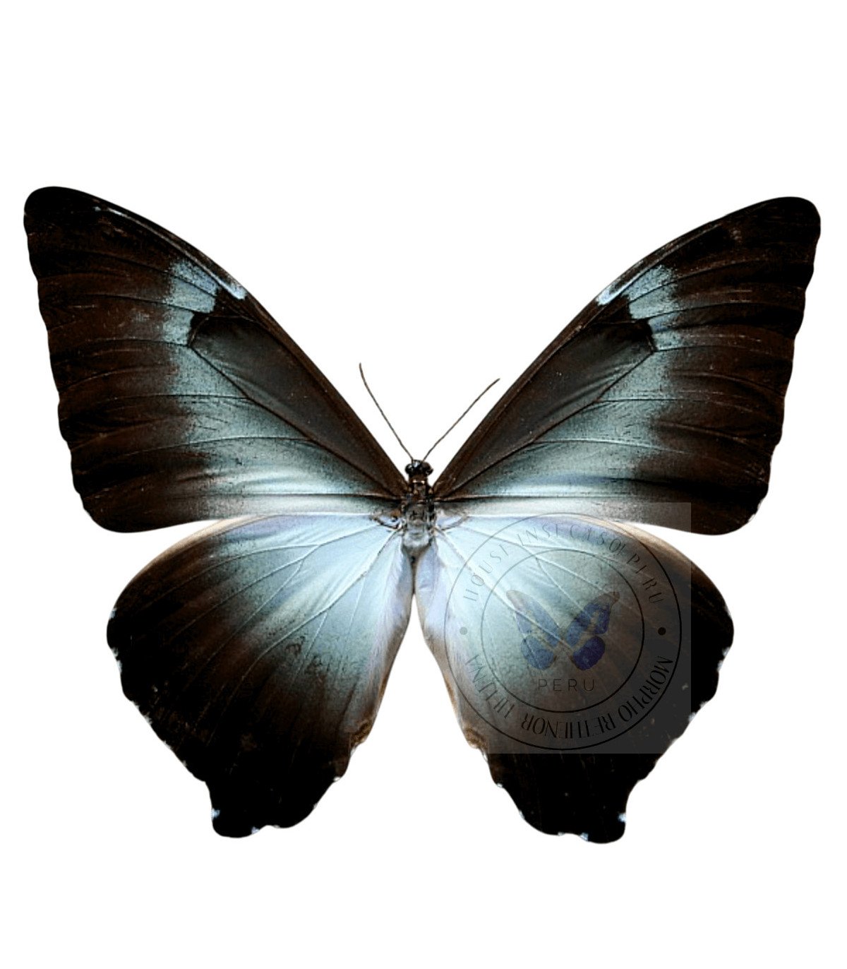 Morpho cisseis form. gahua (blue)