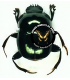 SCARABAEIDAE