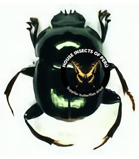 SCARABAEIDAE