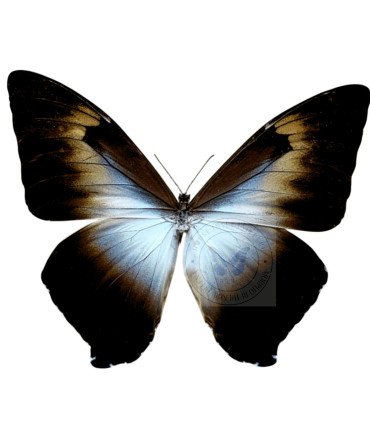 Morpho cisseis form gahua (orange)
