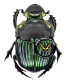 SCARABAEIDAE