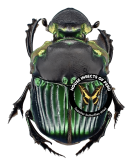 SCARABAEIDAE