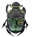 Diabroctis mimas