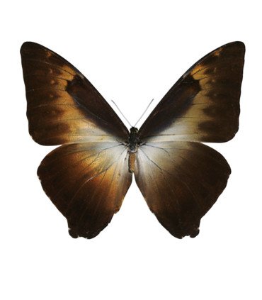 Morpho cisseis f. gahua (orange-brows)