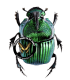 SCARABAEIDAE