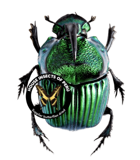SCARABAEIDAE