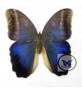 BRASSOLIDAE