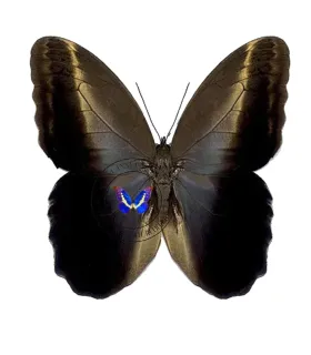 Brassolidae Caligo  placidianus placidianus