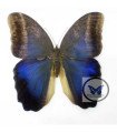 Caligo eufhorbus