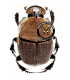 SCARABAEIDAE