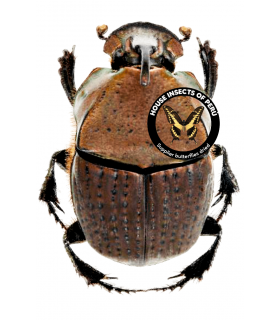SCARABAEIDAE