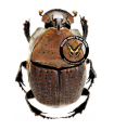 Phanaeus chalcomelas