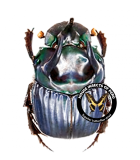 SCARABAEIDAE