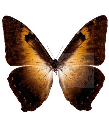 Morpho cisseis ssp. Jeannoti