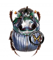 Phanaeus haroldi