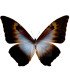 Morpho cisseis ssp.gahua  phanademus