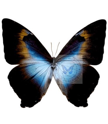 Morpho cisseis ssp.gahua  phanademus
