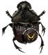 SCARABAEIDAE