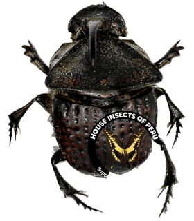 SCARABAEIDAE