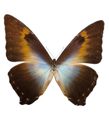 Morpho cisseis gahua  ssp. gahua (Orange-Brows)