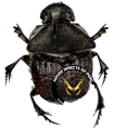 Phanaeus meleagris minos