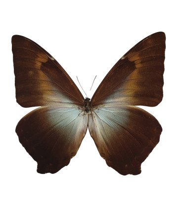 Morpho cisseis gahua  ssp. gahua (Orange-Brows)