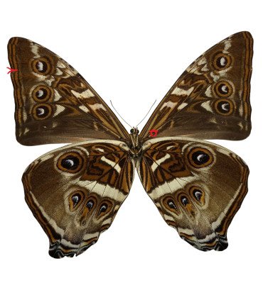 Morpho cisseis gahua  ssp. gahua (Orange-Brows)