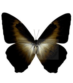 Morpho cisseis ssp. werneri