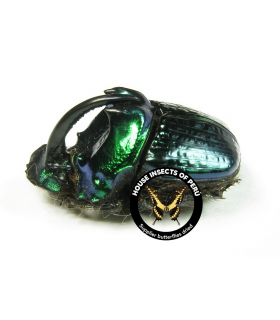 SCARABAEIDAE