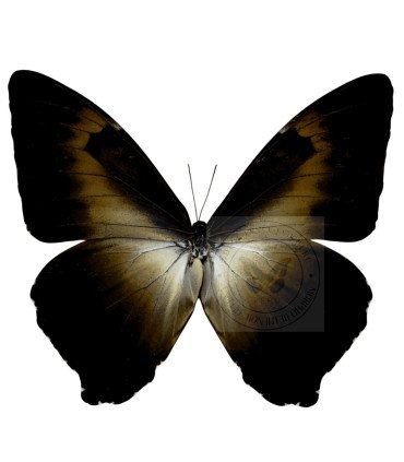 Morpho cisseis ssp. werneri