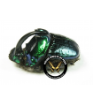 Sulcophanaeus actaeon