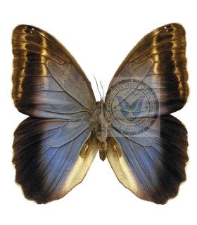 BRASSOLIDAE