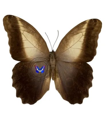 Brassolidae Caligo  prometheus