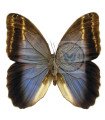Caligo Illioneus praxiodius
