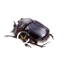 SCARABAEIDAE