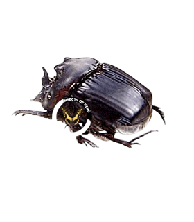 SCARABAEIDAE