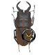 LUCANIDAE