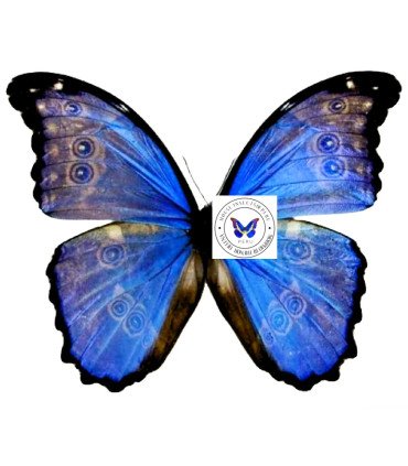 Morpho menealus michaeilus