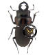 LUCANIDAE