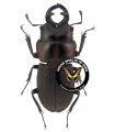 Aegognathus similis