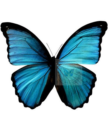Morpho menealus pucallpensis